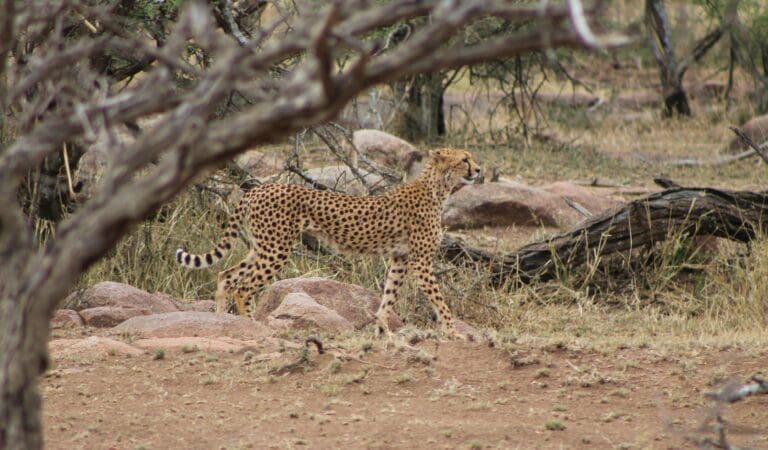 Discover Unforgettable Wildlife Safari Destinations Around the World!
