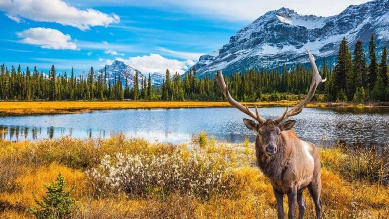 Discover Canada: Top Charming Small Towns to Explore